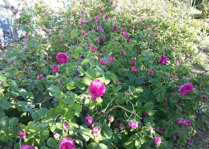 招待所 果阿莫斯塔尔旅馆 3*